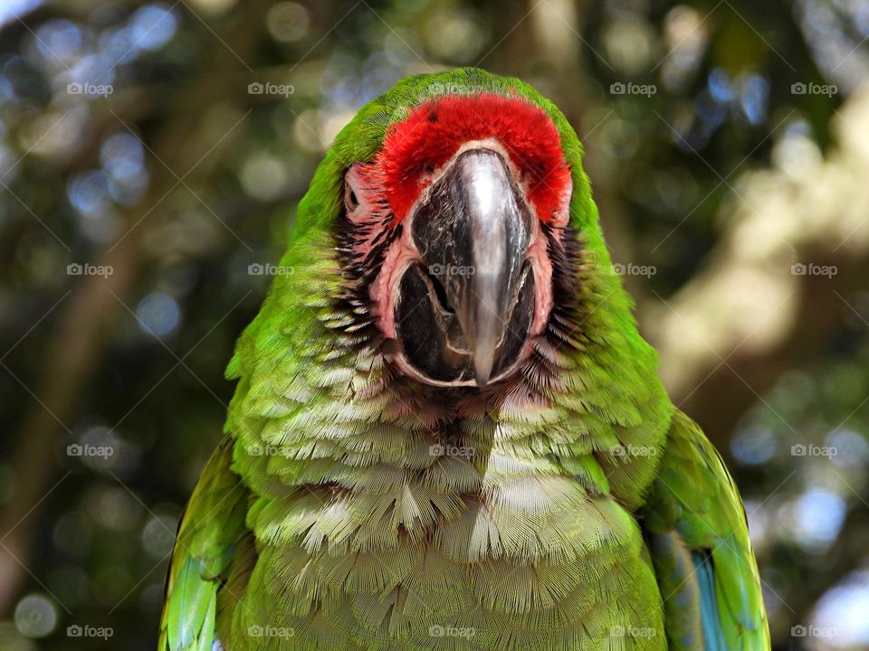 Unusual sus-pets! Colorful Parrot’s  - Male birds display a vivid green color with red and blue accents while the female birds have red and blue-purple feathers. 