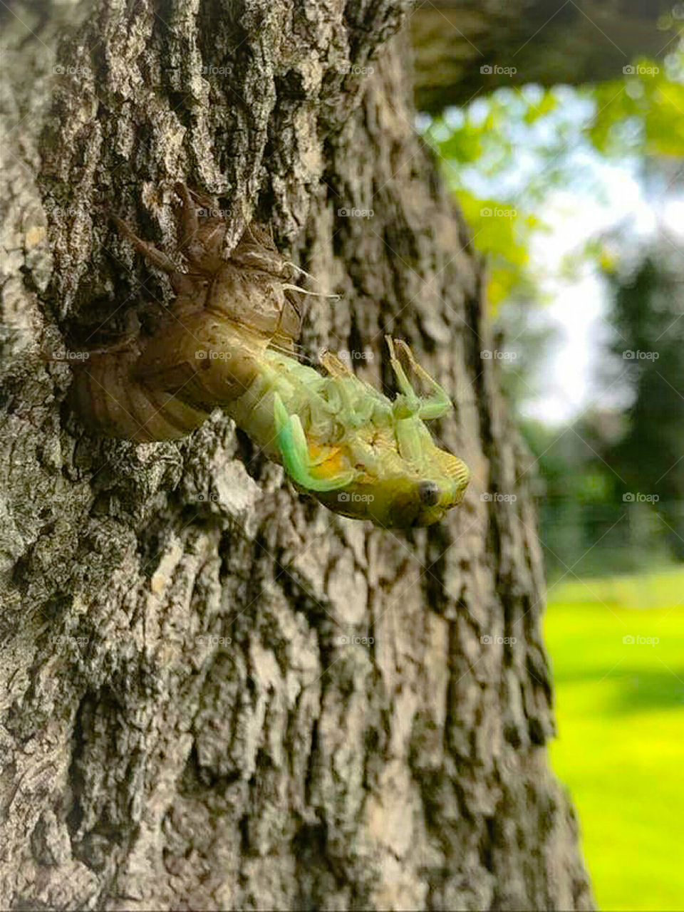 Cicada Emerging