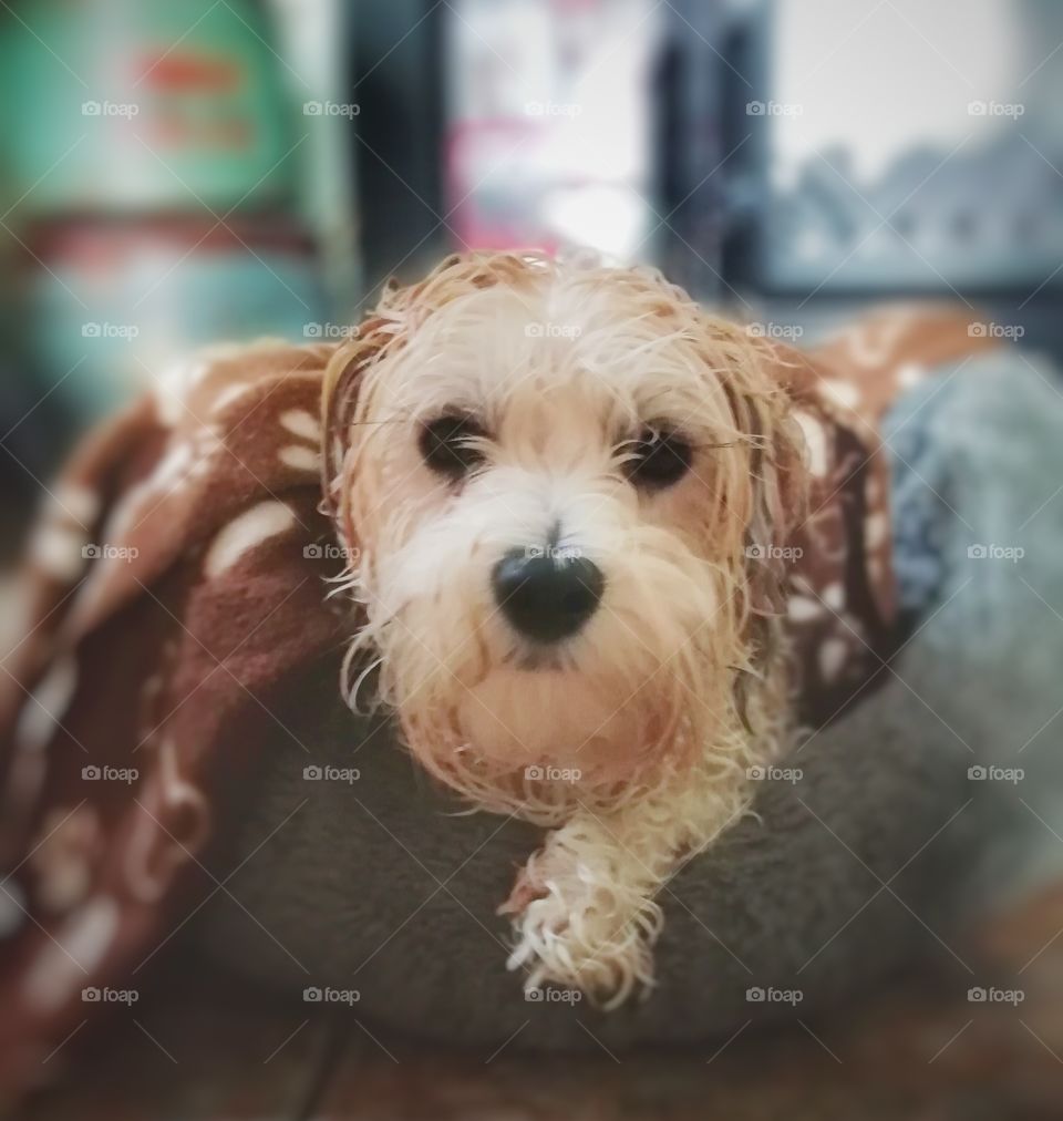 Cute dog after a bath. dog, pet, cute, bath, canine, animal, grooming, puppy, care, white, hair, cut, fur, domestic, salon, isolated, groomer, beauty, beautiful, haircut, purebred, shampoo, professional, clean, background, wash, portrait, brush, terr