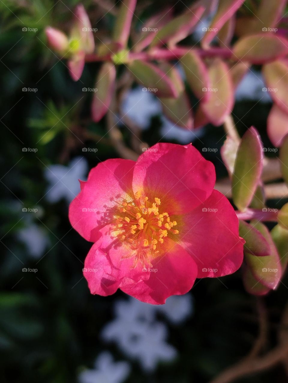 Portulaca grandiflora