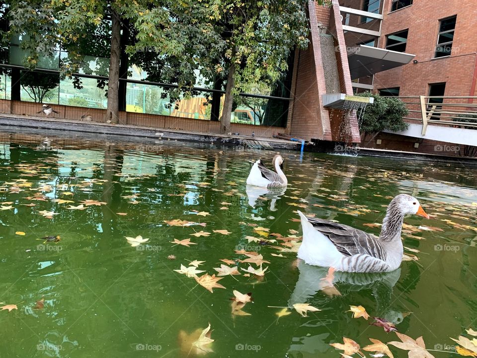 Patos en la laguna