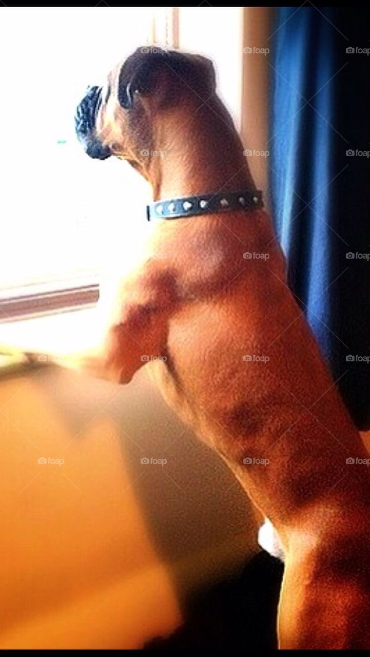 Boxerdog watching the outside world