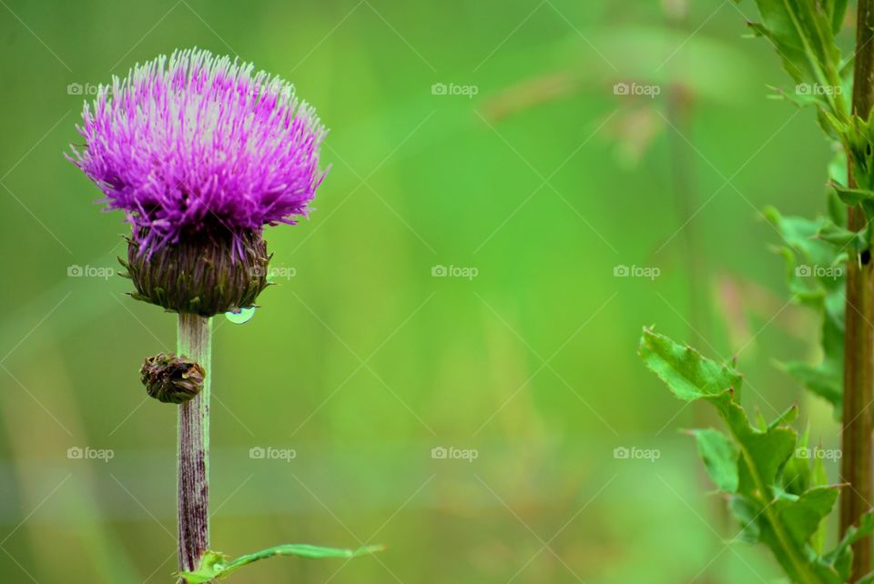 Flower in the rain