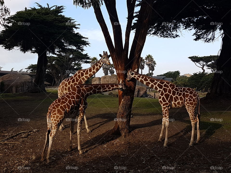 there  gorgeous giraffes eating