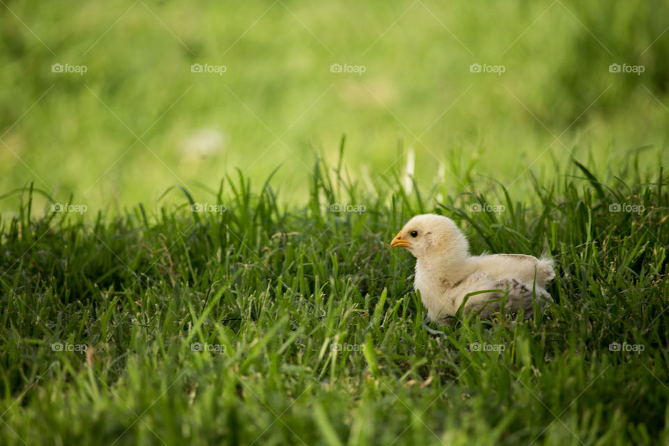 lonely chicken