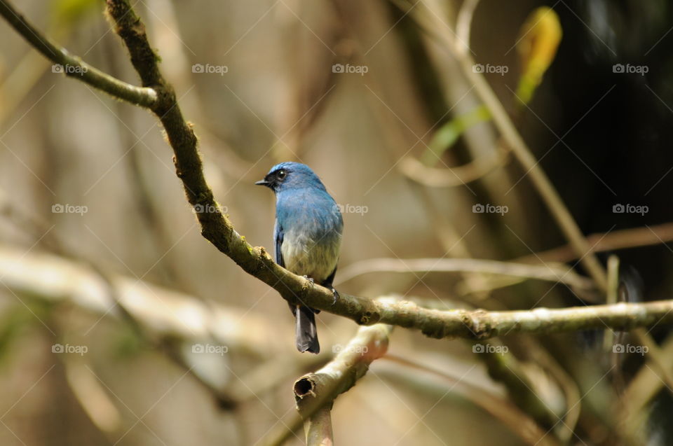 Blue Bird from Indonesia