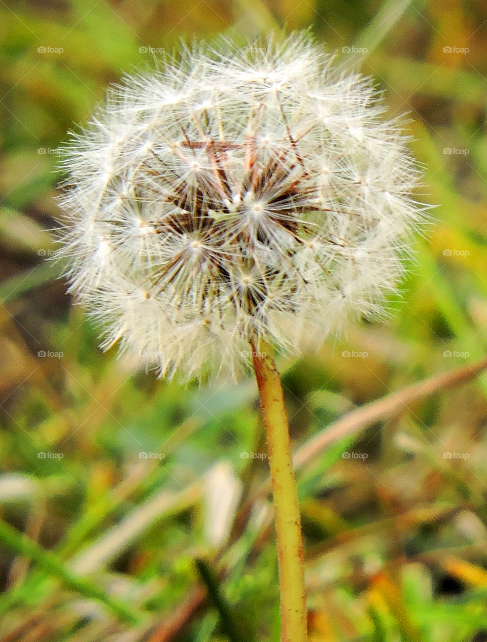 Dandelion