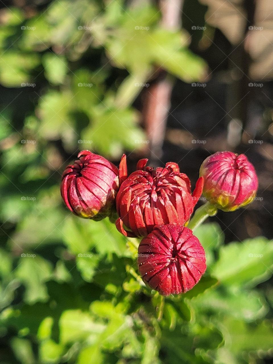 complementary colors