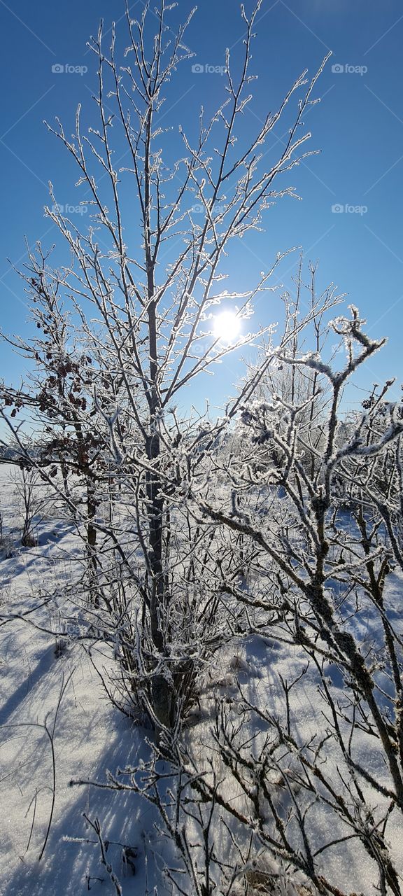 winter landscape