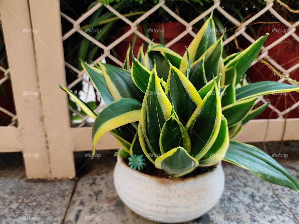 Beautiful Potted plant in the garden