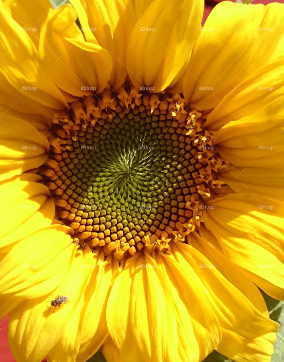 sunflower