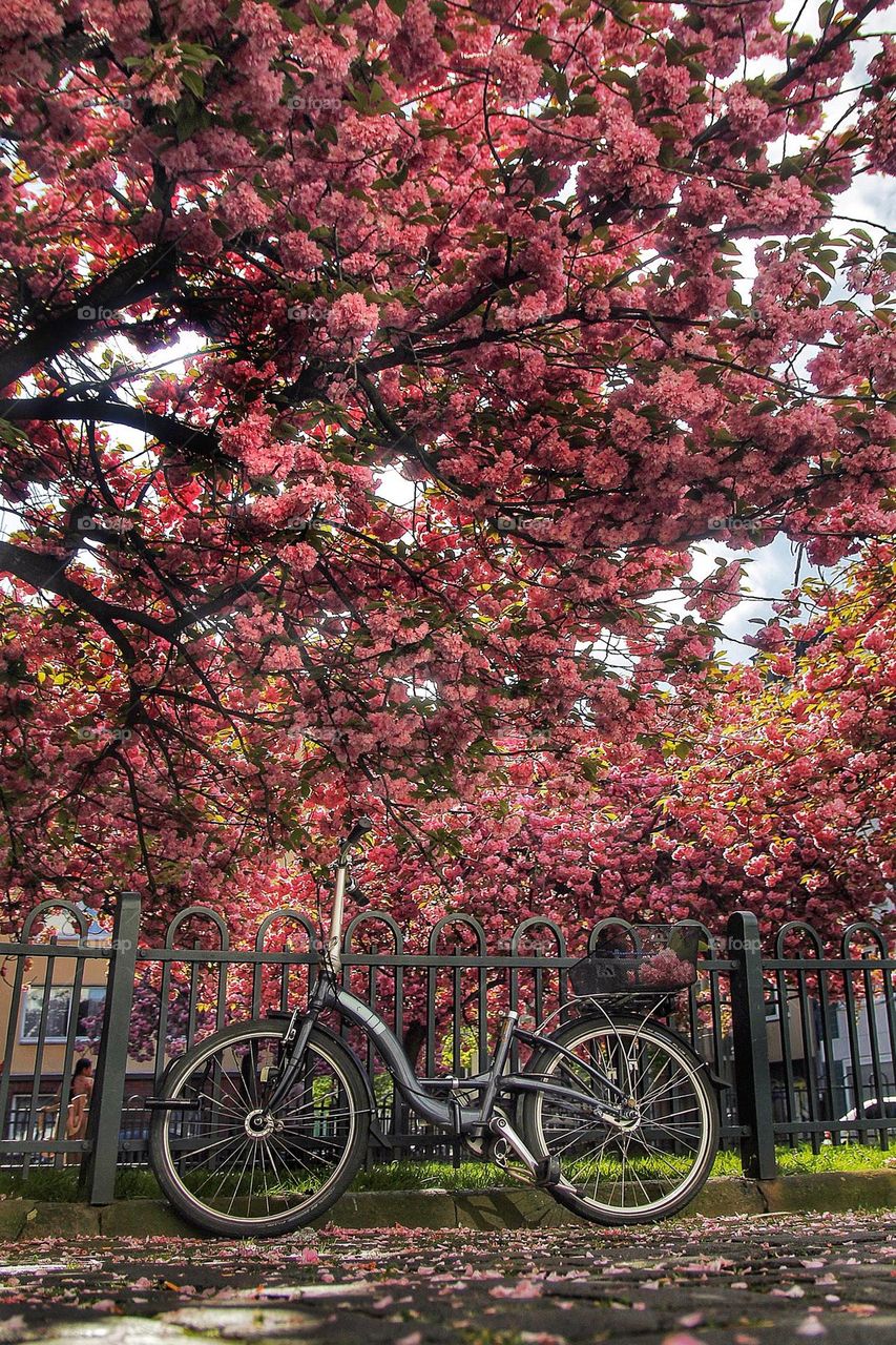 Sakura and bike