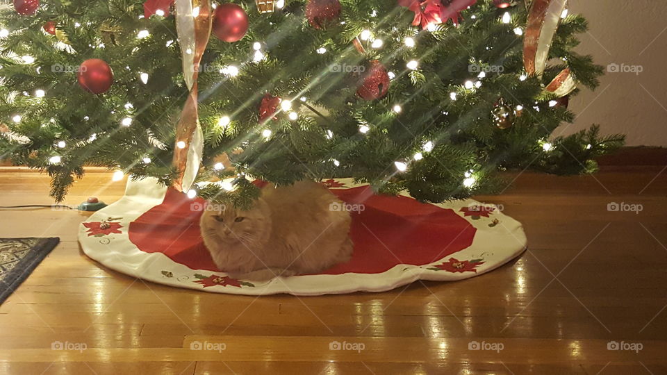 Christmas kitty