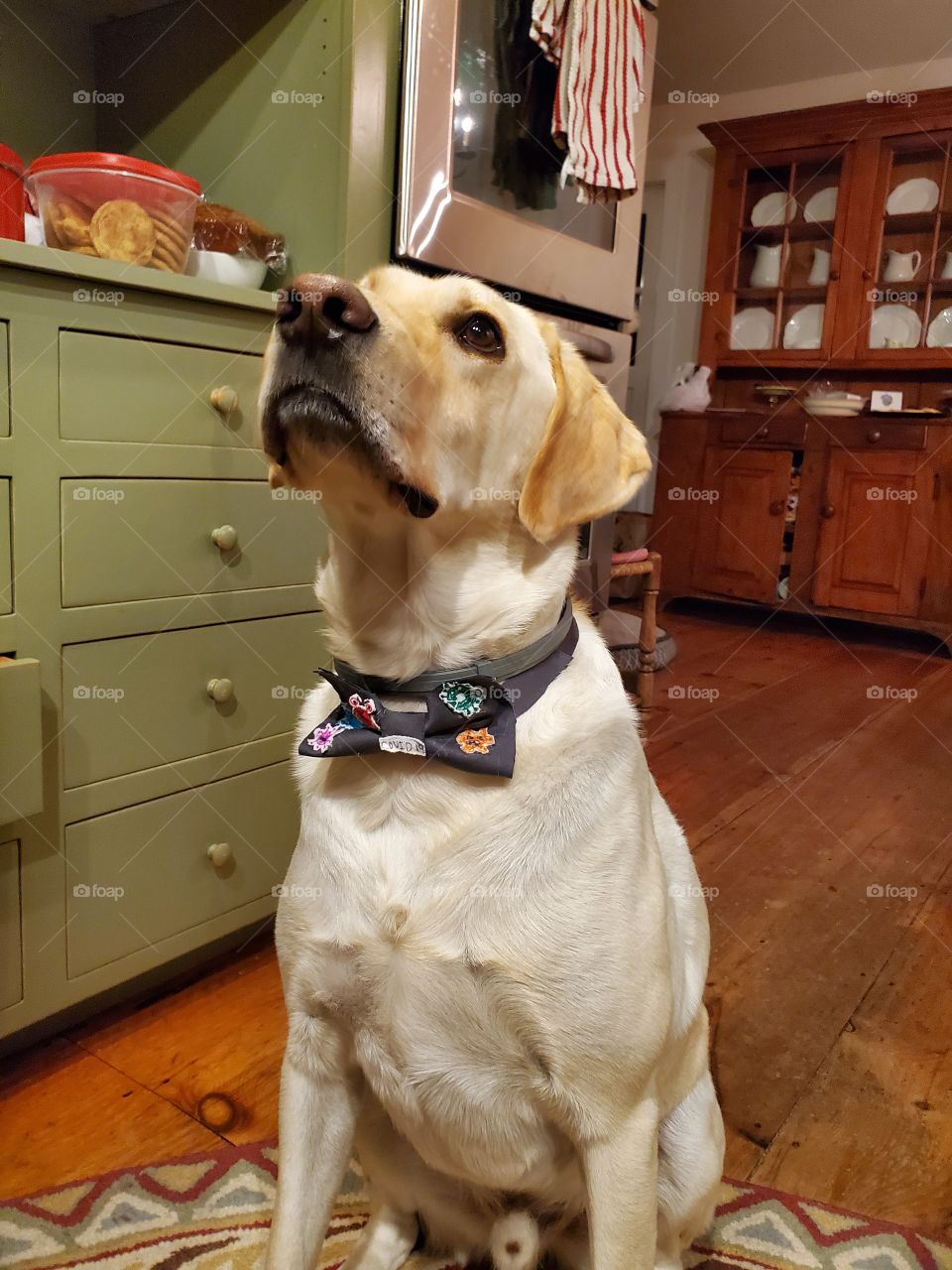 lab in a bowtie