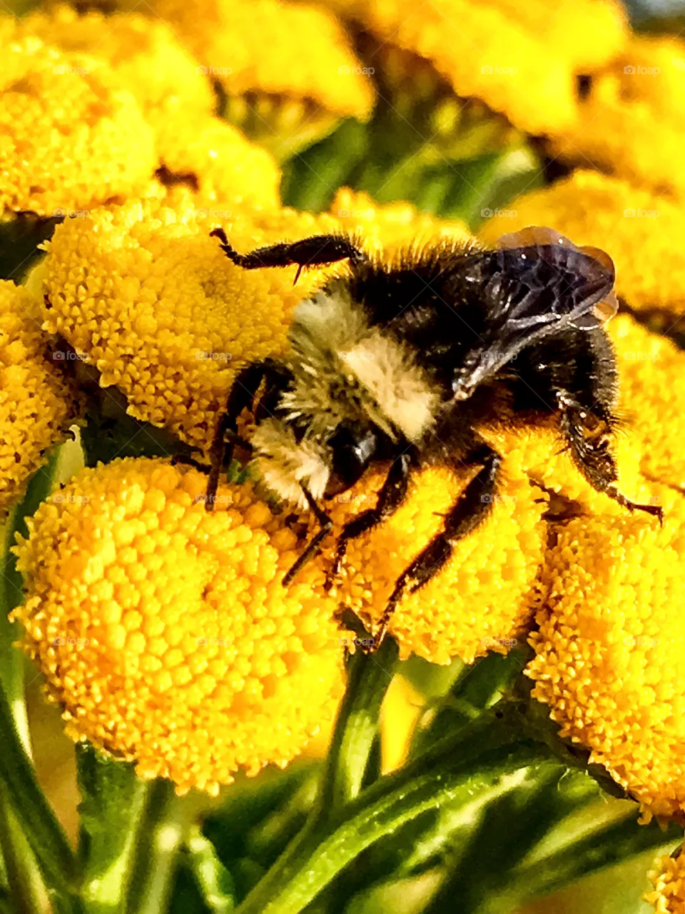 Baby Bumble 