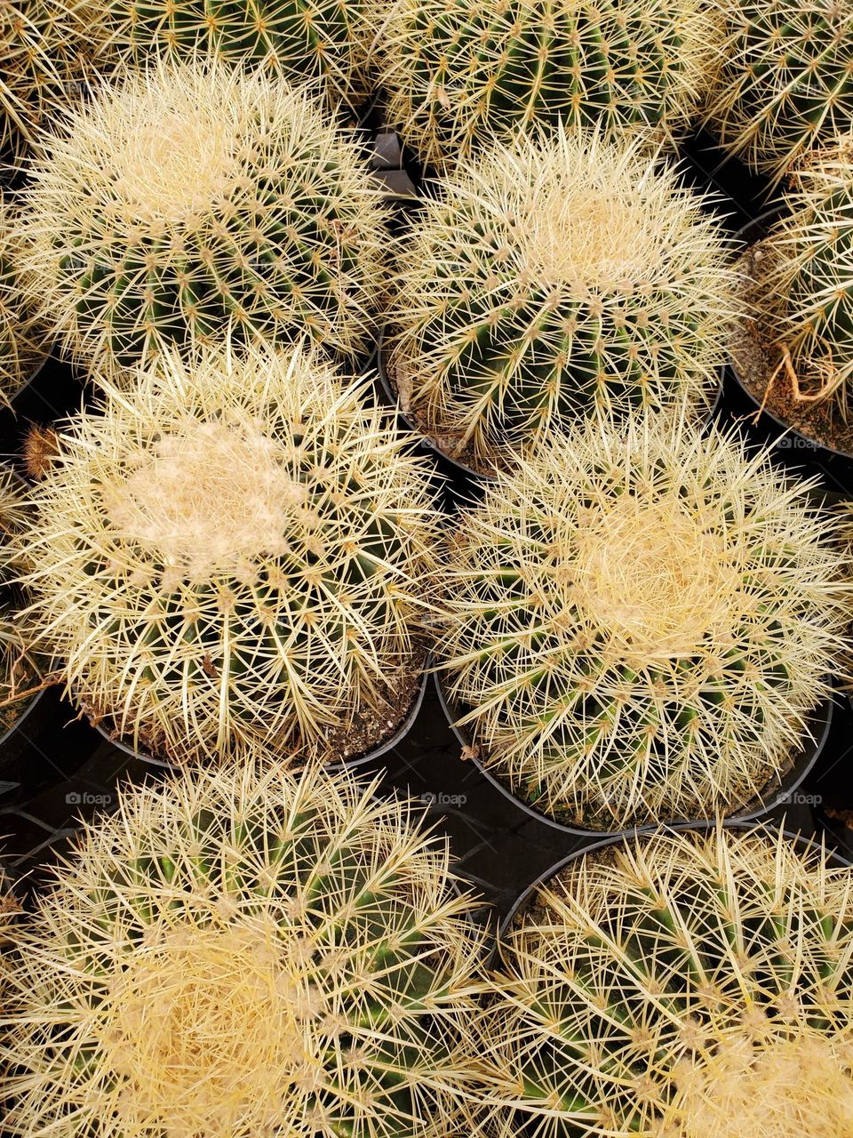 Prickly Barrel Cacti