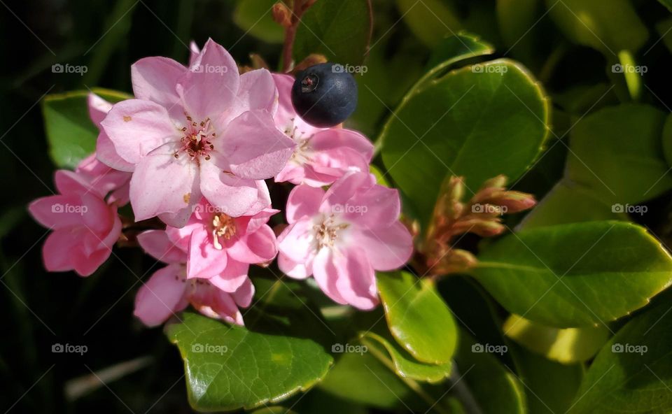 Pink Flowers