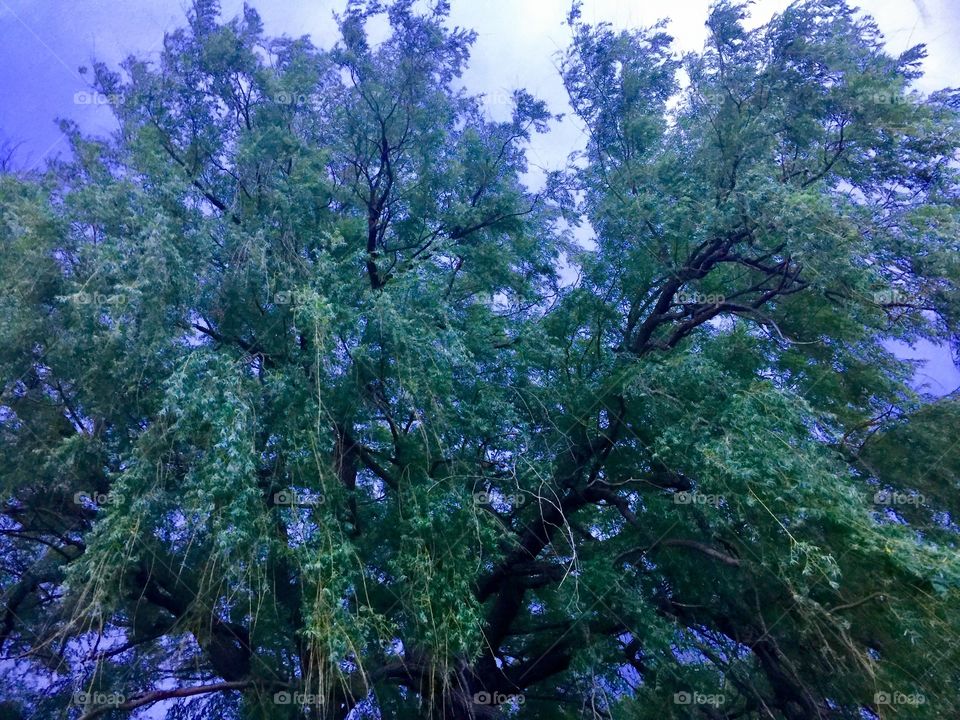 Willow tree before the storm 