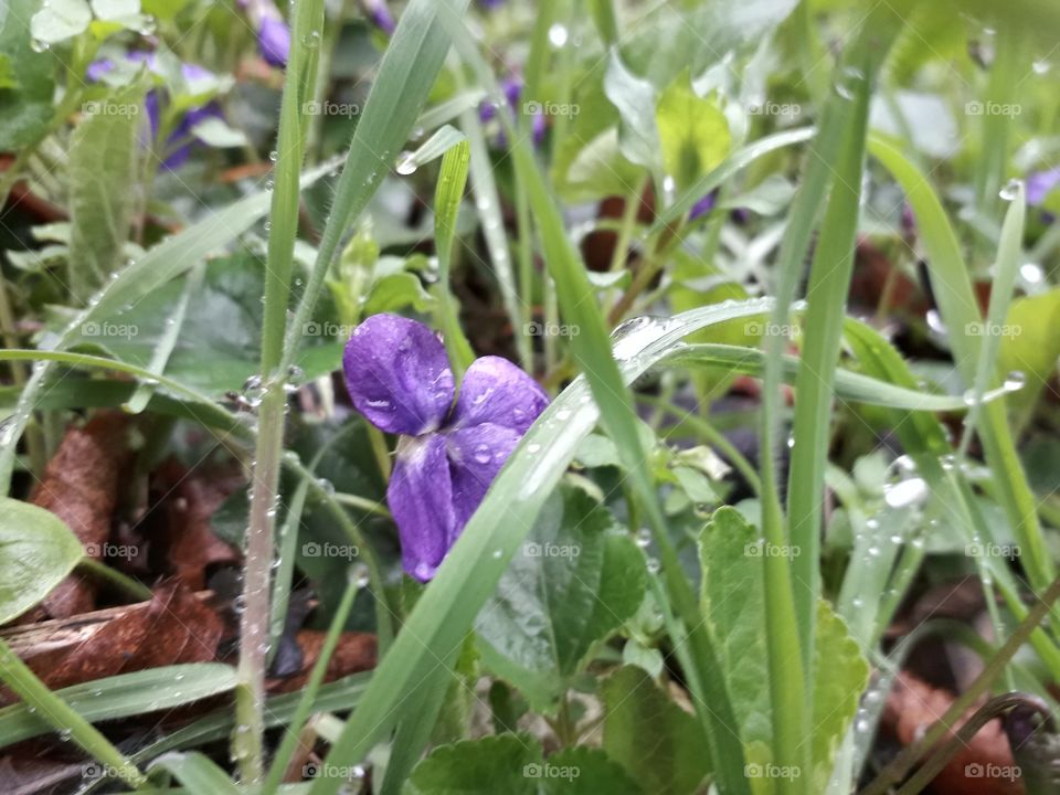 springtime in the wood