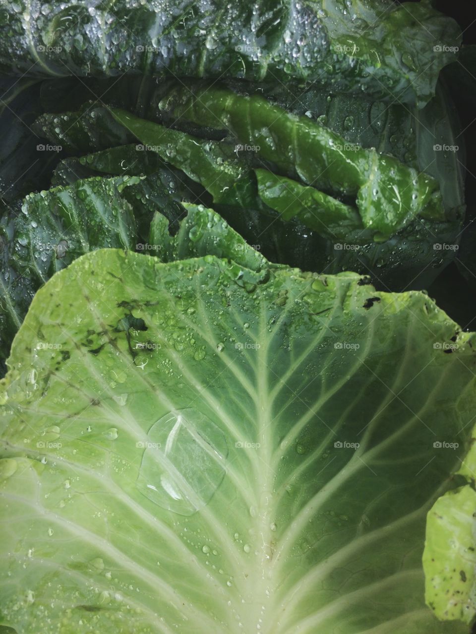 Cabbage. 