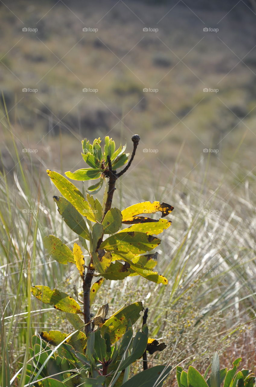 Protea and grass light