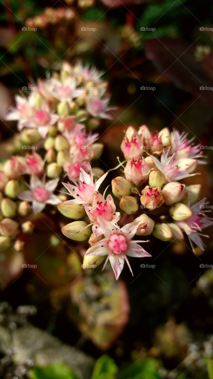 succulent blossoms