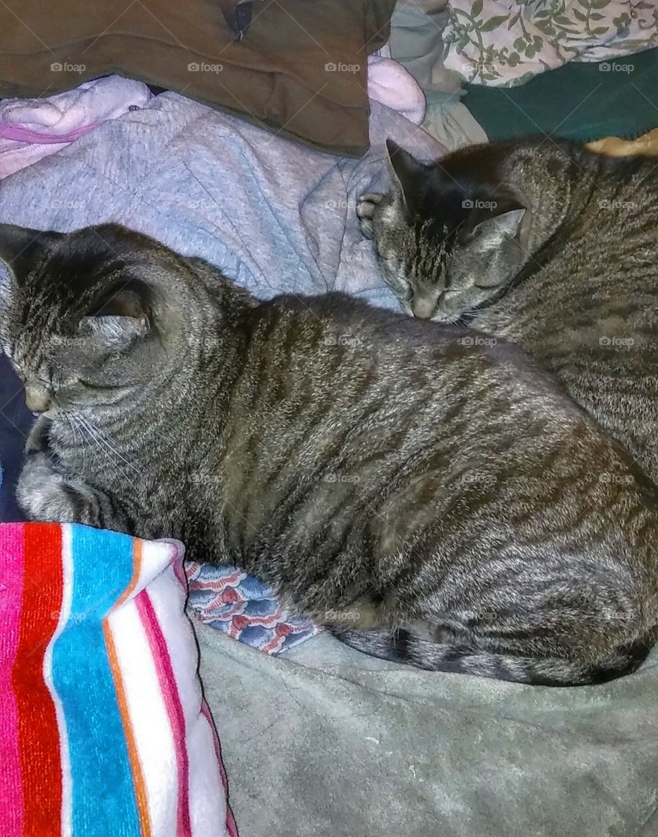 all snuggled together. two sister kitties sleeping side by side