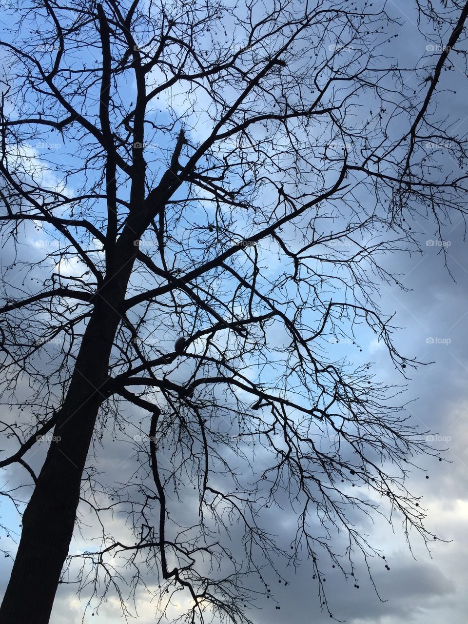 Sky and tree 