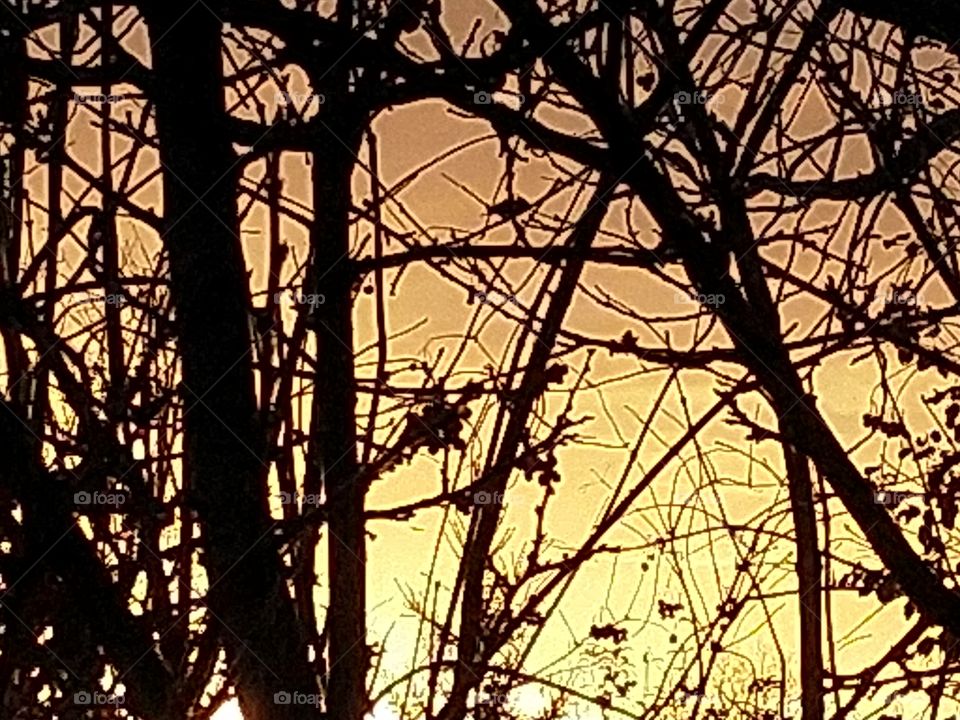 Деревья на фоне заката.