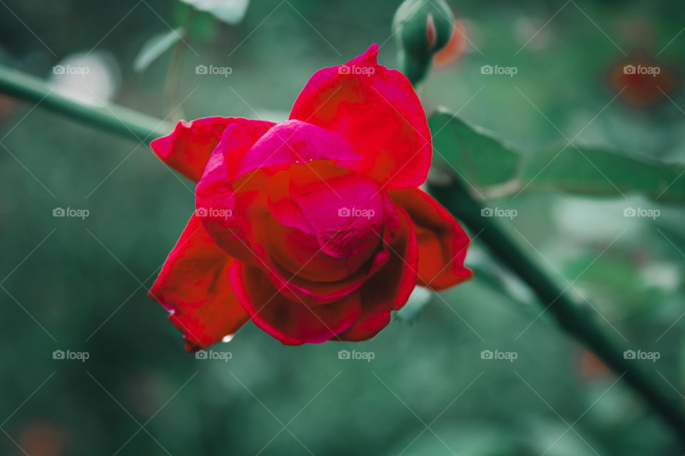 Beautiful rose