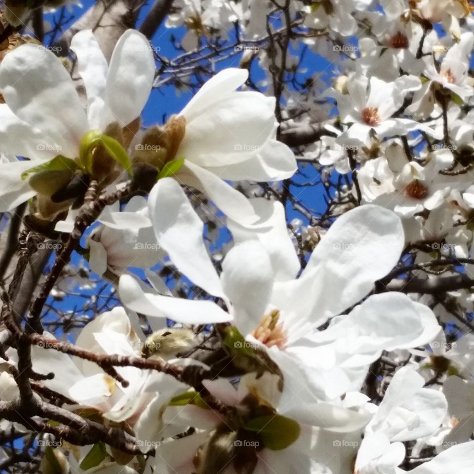Spring Magnolia 