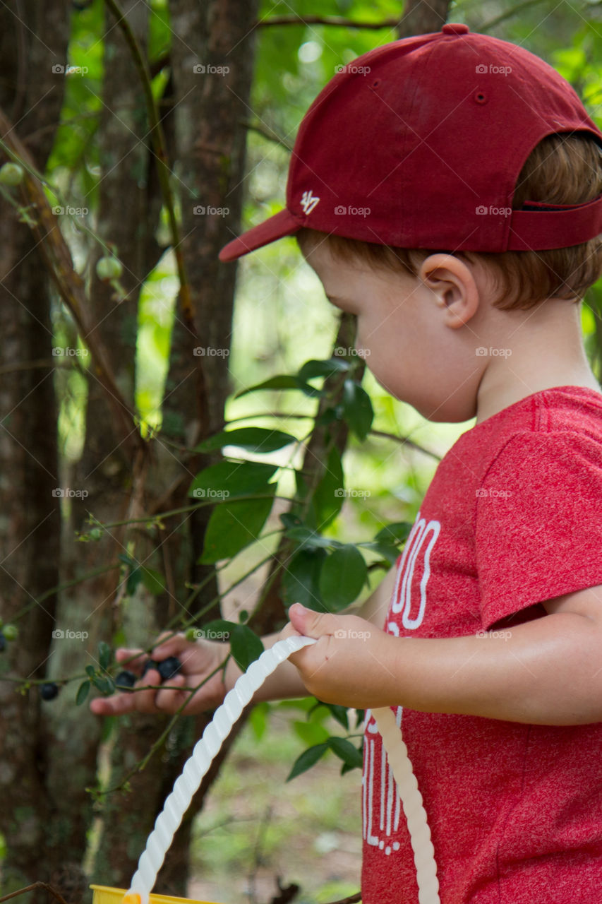 Toddler picking blueberries