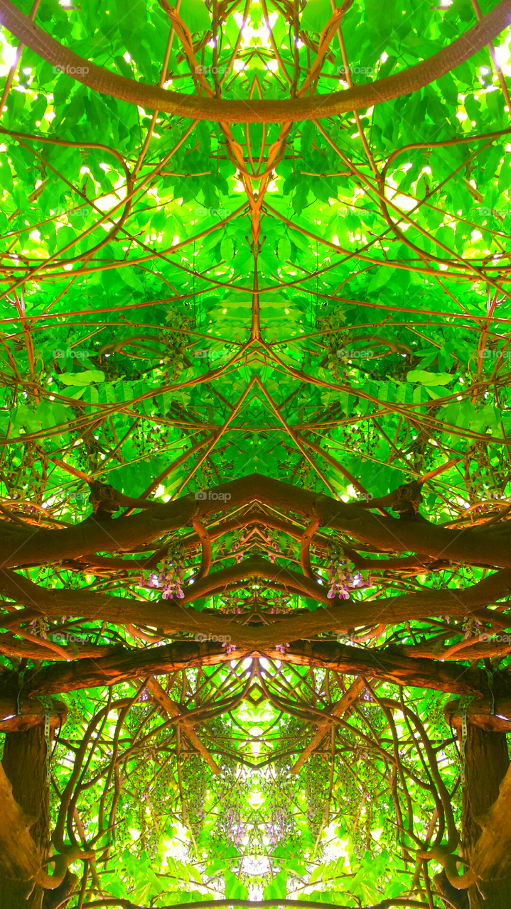 "Wisteria Arbor Cathedral"