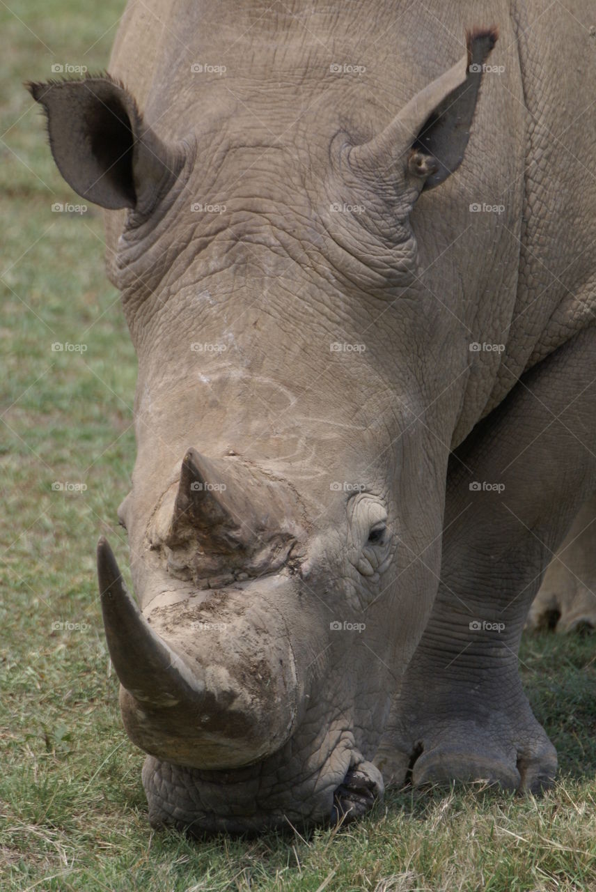 white rhino