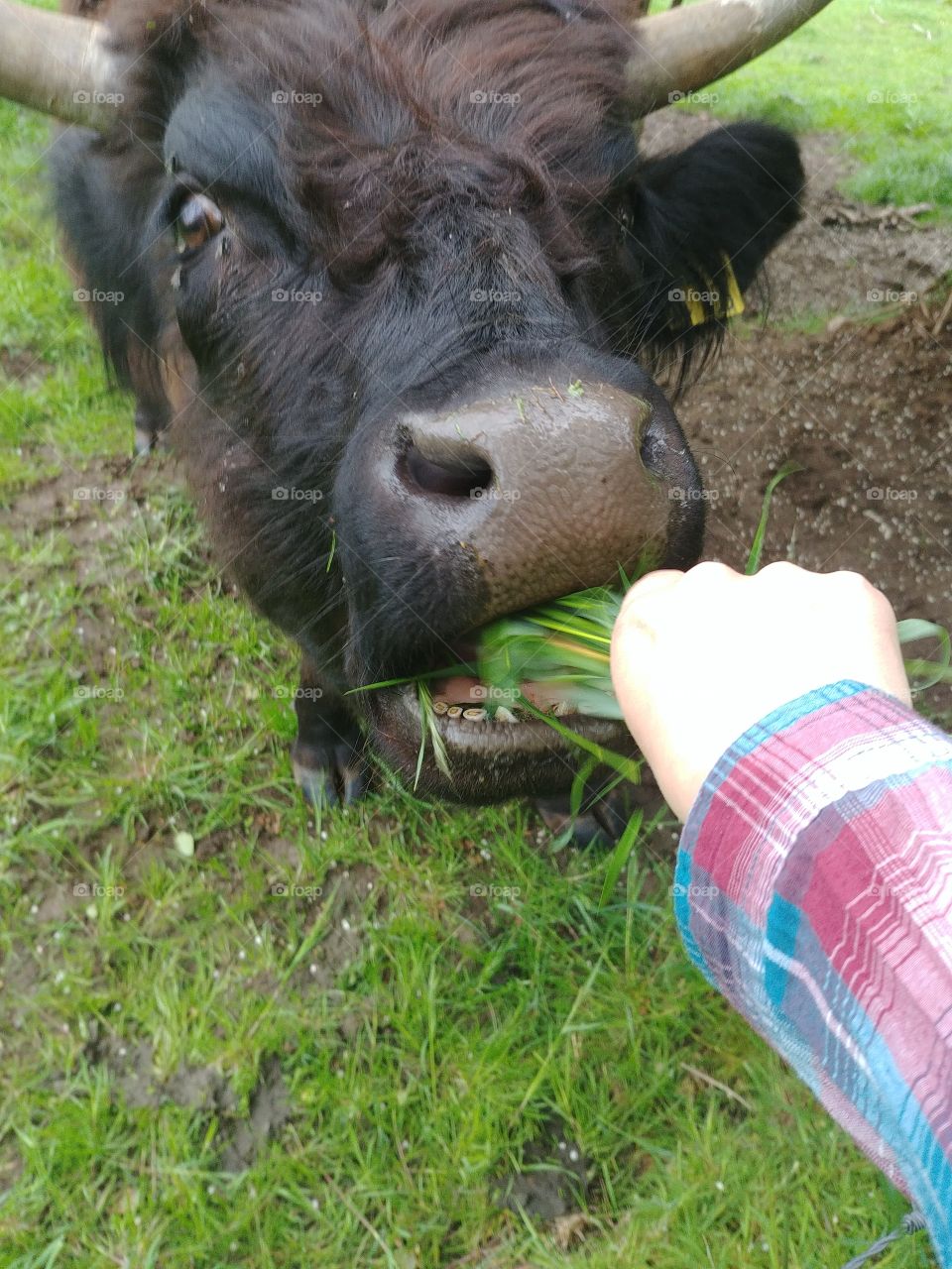 rind bull schottisches highland weide gras füttern