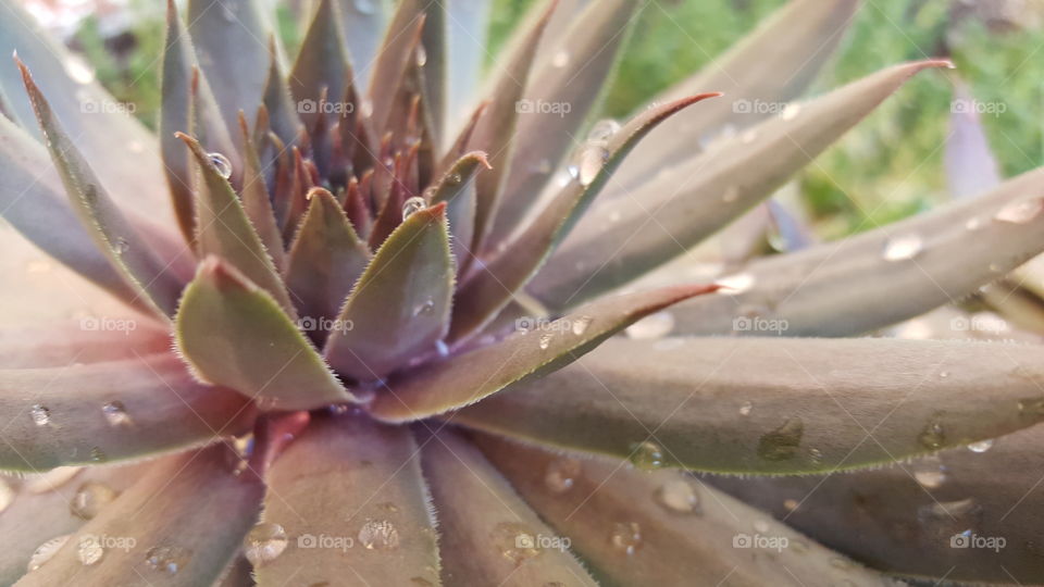 Succulent with water drops