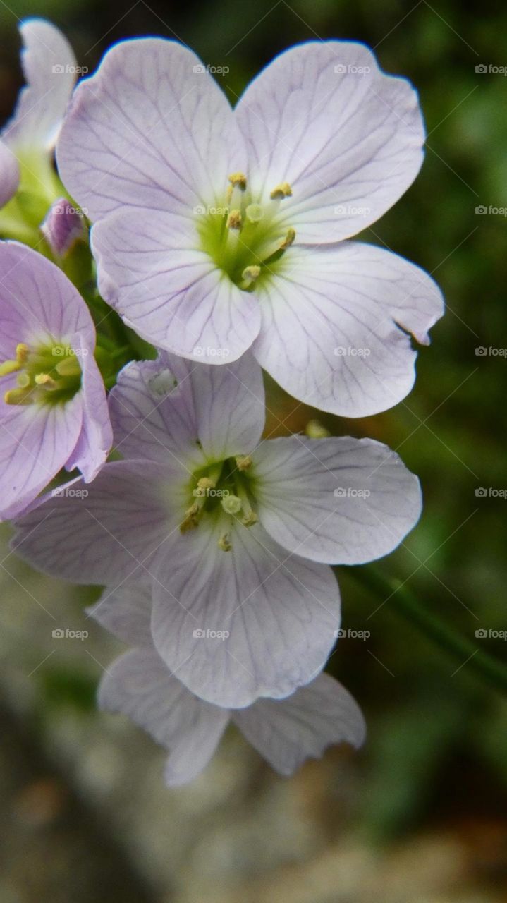 Cuckoo flower