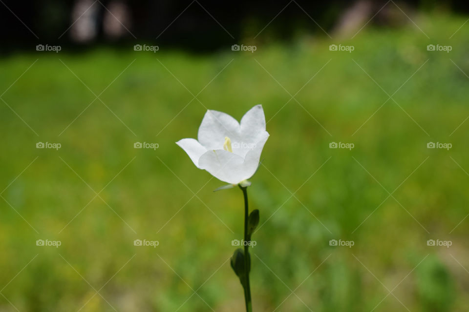 Only flower in the field. Composed with a blurred background to catch the viewers attention of the single flower. 
