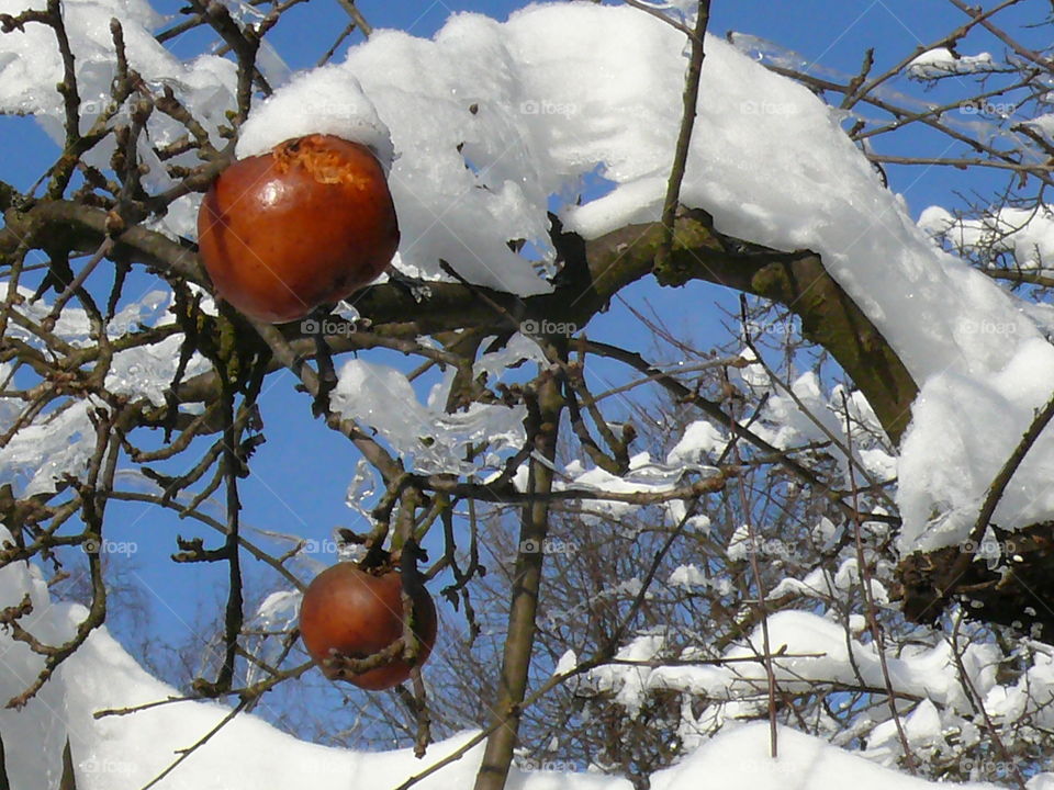 The Winter and frozen apples