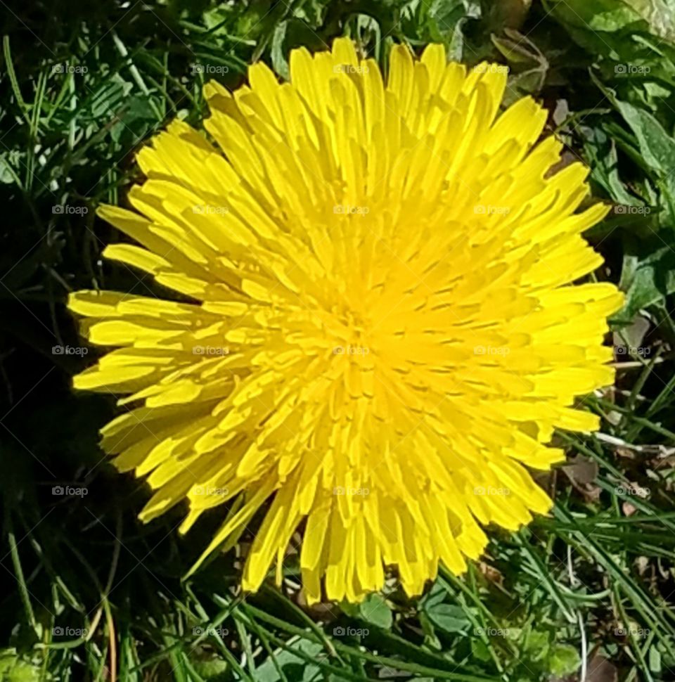 dandelion