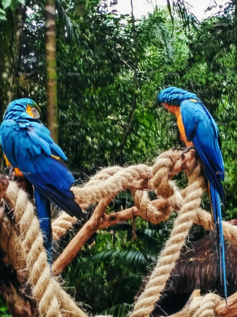 Blue macaw parrots