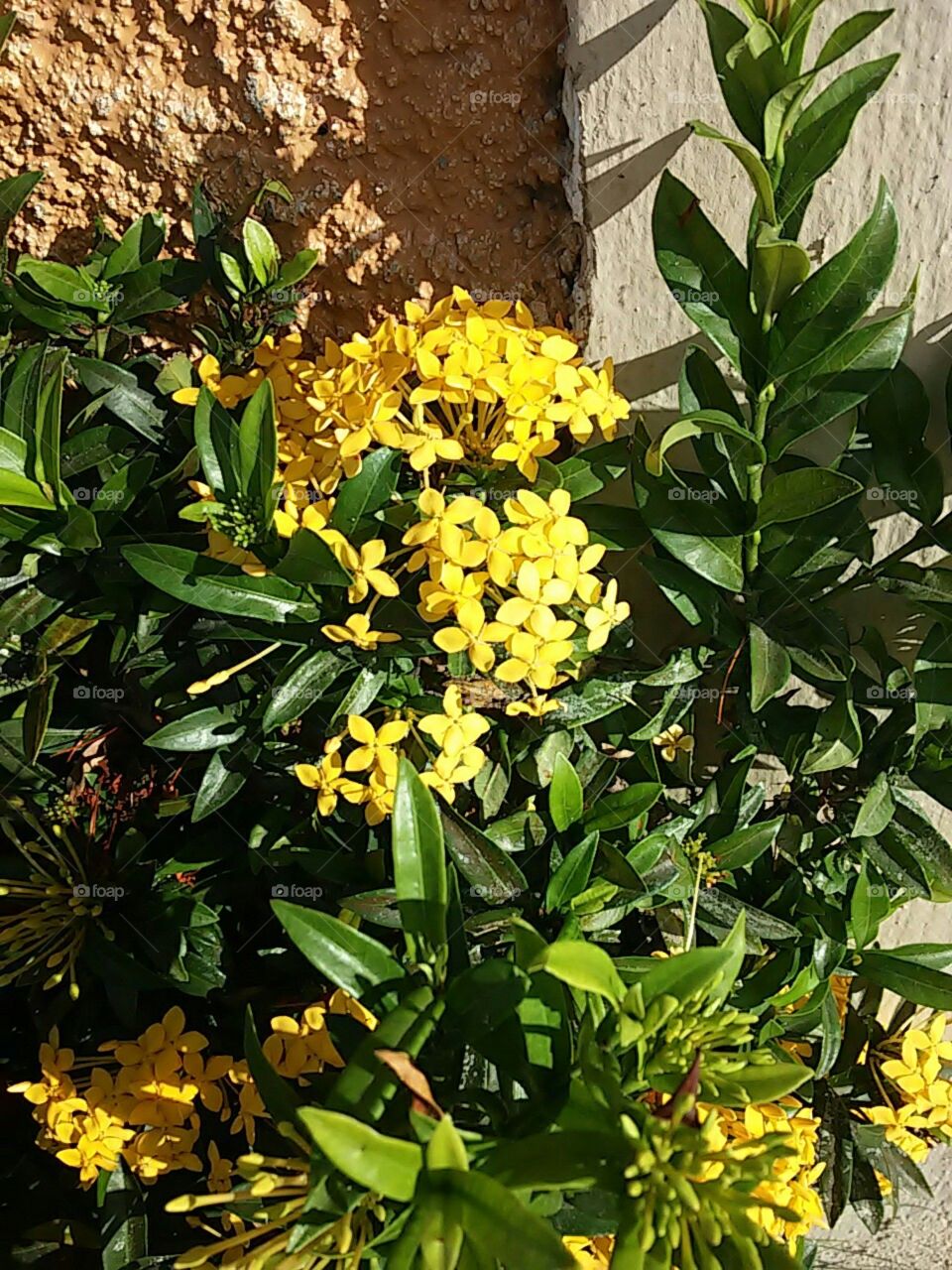 mini flores amarelas