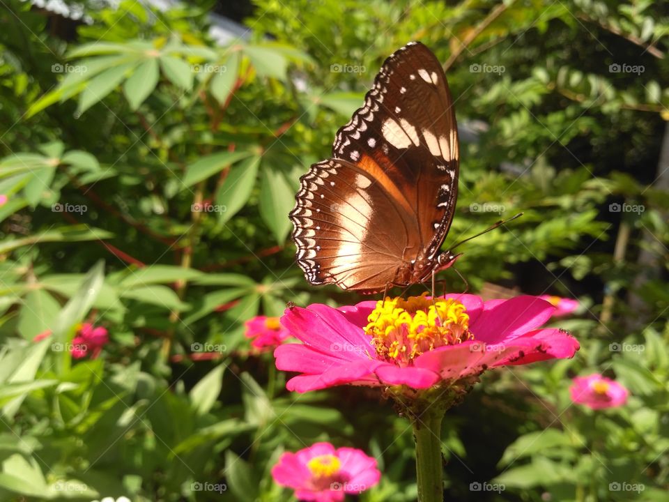 Butterfly and flower