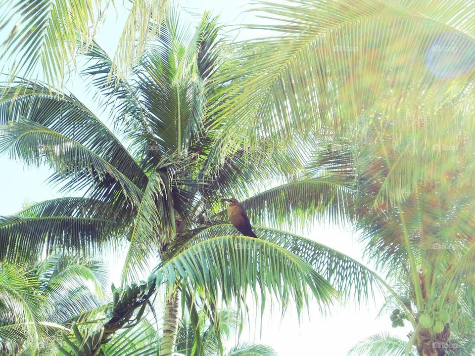 Bird in Palm Trees