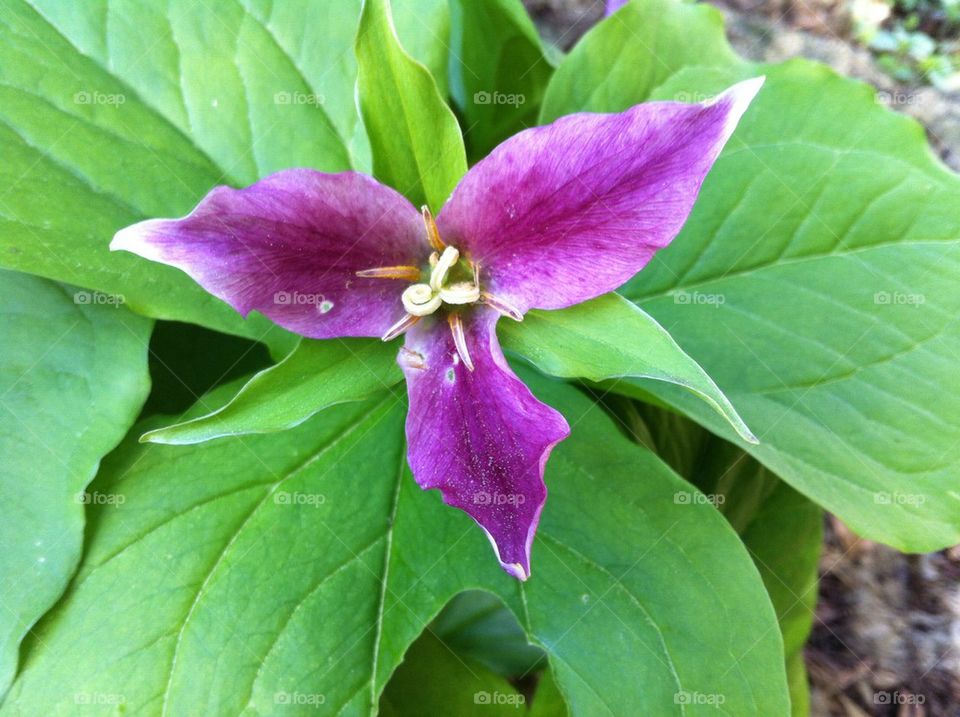 Trillium