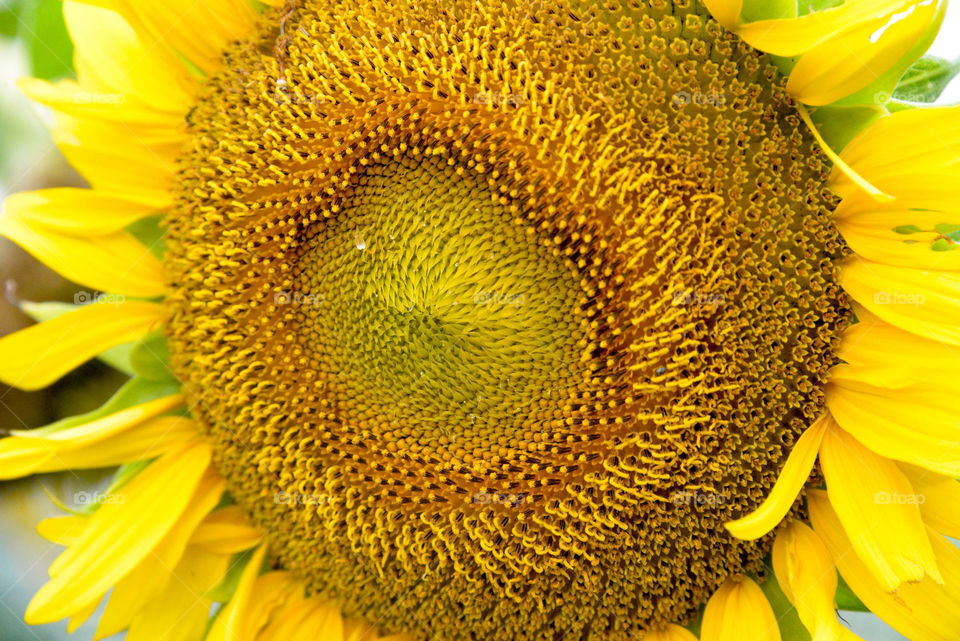 Sunflower in the wild