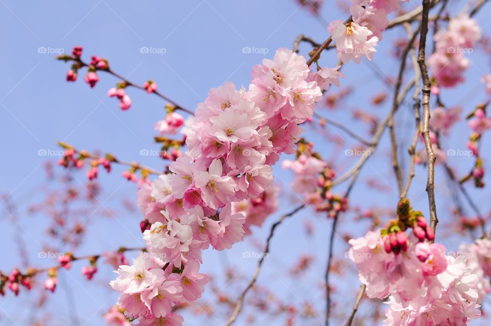 Close-up of a cherry blossoms