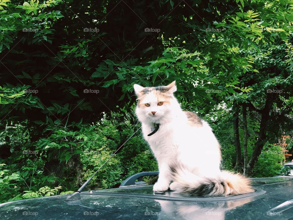 Cat at the car 