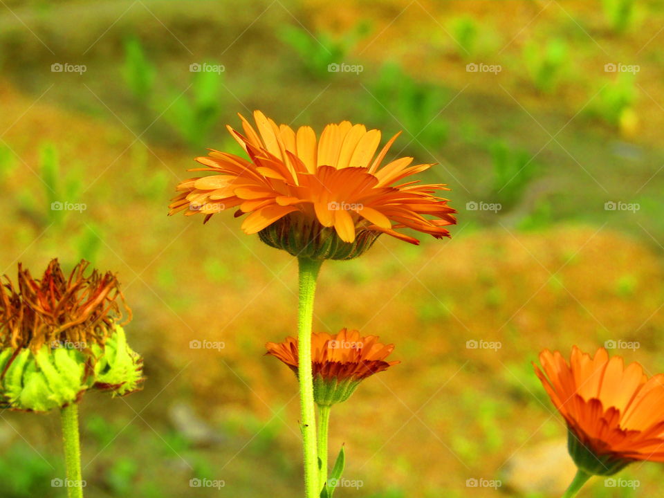 Beautiful flower Calendula officinalis, the pot marigold, ruddles, common marigold or Scotch marigold, is a plant in the genus Calendula of the family Asteraceae.