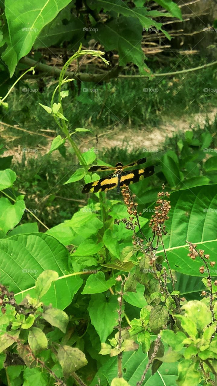 This is a beautiful butterfly